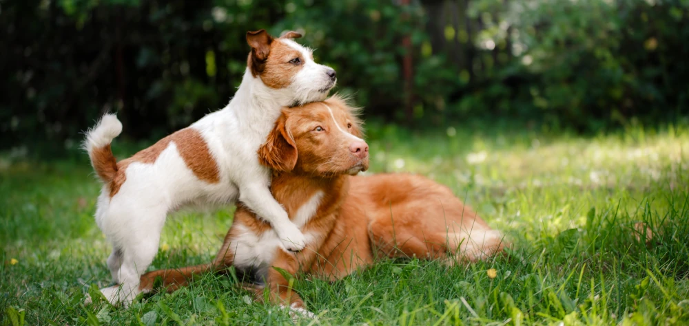 Seguro de Responsabilidad Civil para Perros - AseguradorGlobal.es